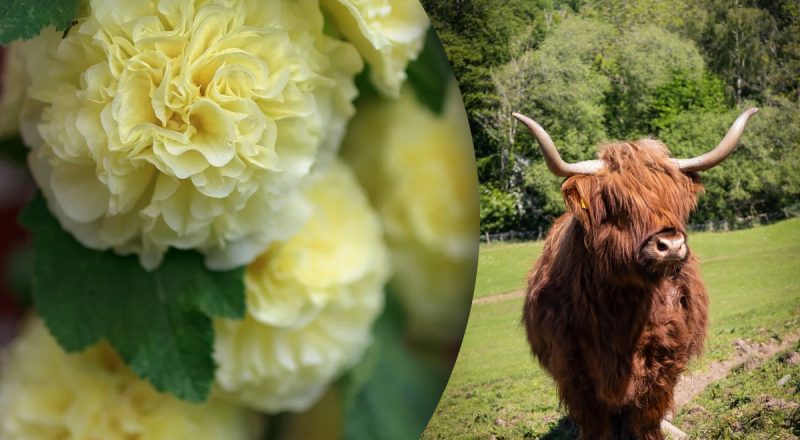 Китайський гороскоп на сьогодні 12 липня: Кроликам - заздрість, Бикам - дурниці