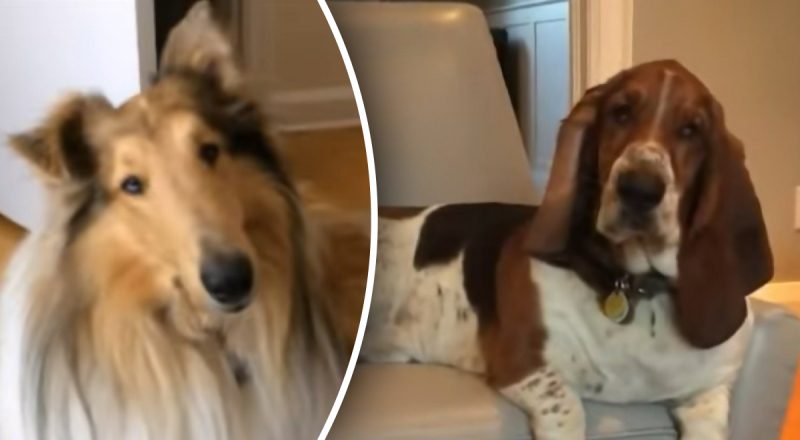 Які собаки стануть для людини вірними друзями: топ-7 порід