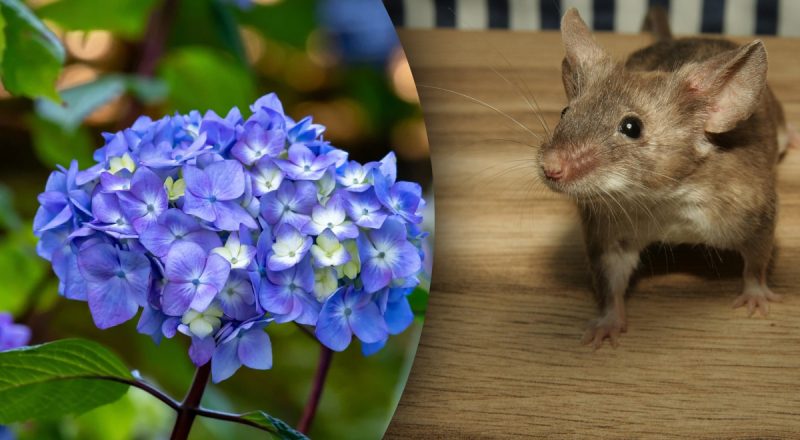 Китайський гороскоп на сьогодні 15 липня: Щурам - суперечки, Бикам - сімейні проблеми