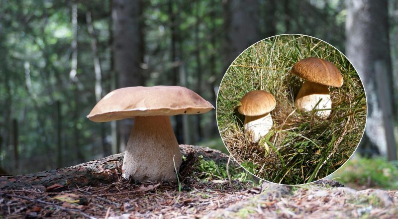 Можно ли прикасаться к грибам в лесу и чем это грозит: мифы и реальность