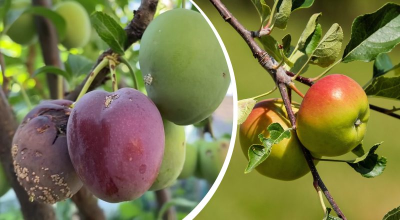 Чому яблука, сливи та груші гниють прямо на дереві: методи боротьби з моніліозом