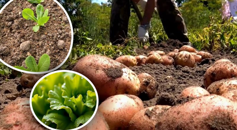 Грядка после картофеля может удивить: вот что стоит посеять