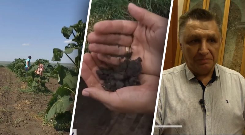 Де в Україні найродючіші землі: науковці назвали конкретний населений пункт в одній області