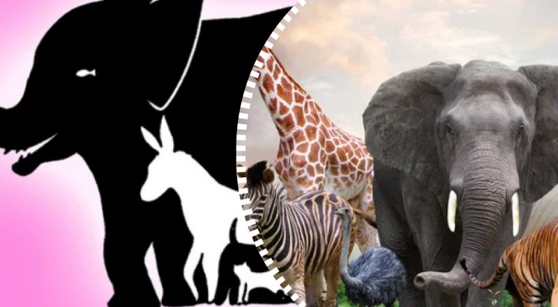 Слон не сам, а з друзями: лише найуважніший знайде всіх тварин на зображенні