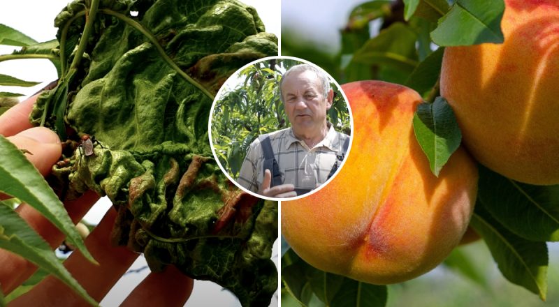 Персики будуть вдячні: названо диво-препарат проти кучерявості листя