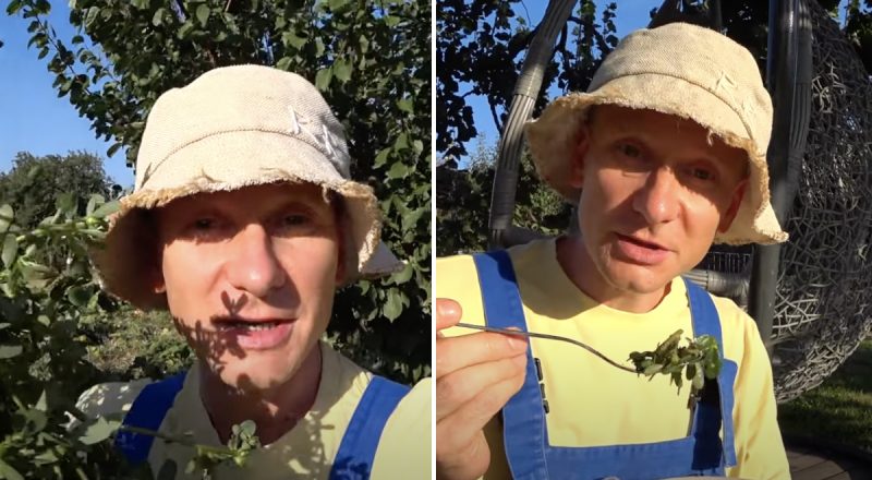 Как уничтожить портулак на огороде: китайский метод борьбы с коварным сорняком