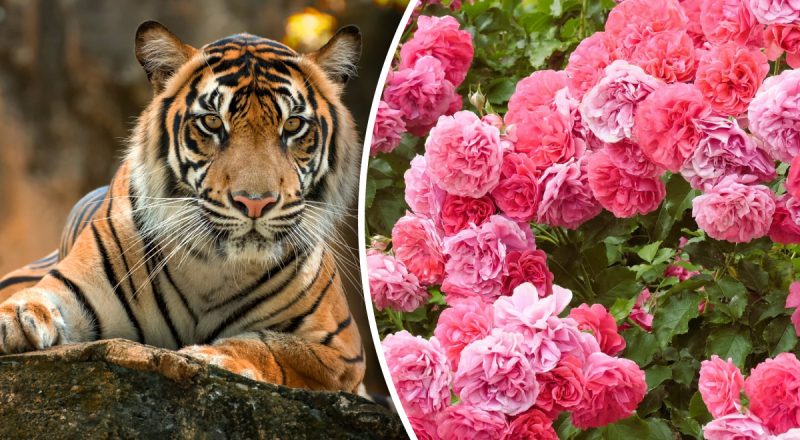 Китайский гороскоп на сегодня 22 июля: Тиграм - драма, Козлам - сложности