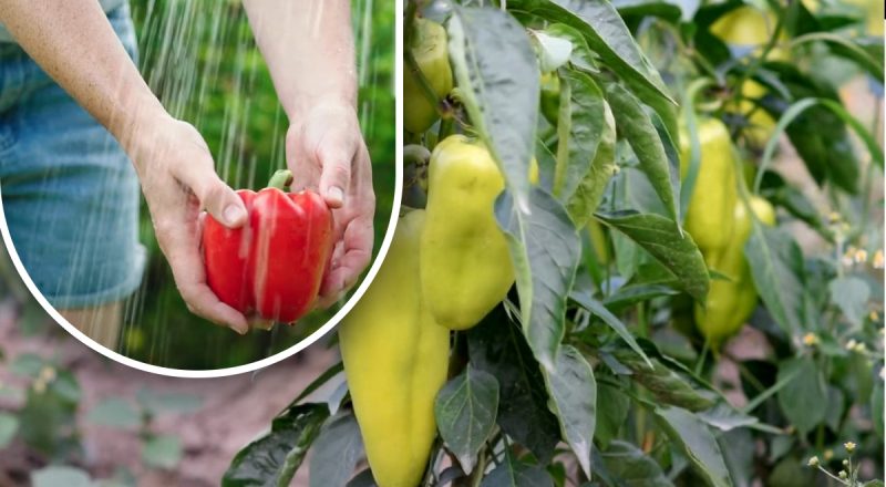 Потрібно лише дві ложки: чим підживити перці в липні для здорового та рясного врожаю