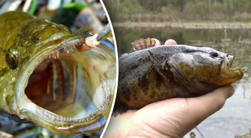 Угроза для экосистем водоемов: какая рыба в Украине может сделать из озера пустыню