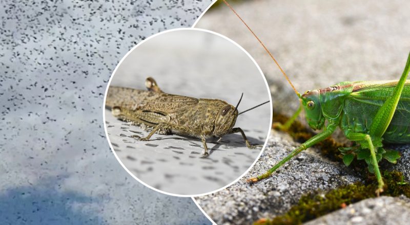 Нашествие насекомых добралось до Киева: как отличить саранчу от большого кузнечика