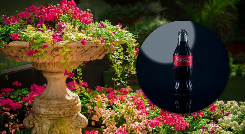 Результат поразит: садоводам рекомендуют разлить один популярный напиток в саду