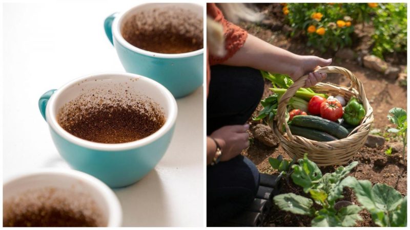Урожай попрет как на дрожжах: как использовать кофейную гущу для удобрения