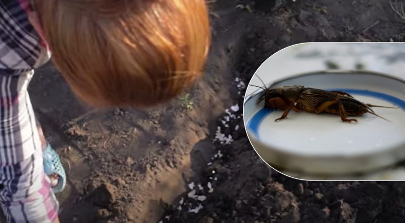 Без хімії та зусиль: один копієчний засіб прибере всю медведку з городу