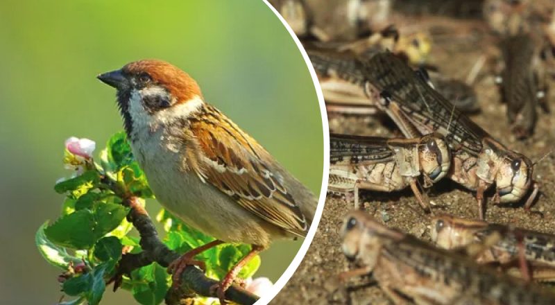 Нашествие саранчи в Украине: если привлечь одну птицу, урожай будет спасен