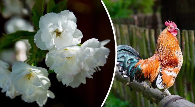 Китайский гороскоп на сегодня 30 июля: Змеям - неудачи, Петухам - недоразумения