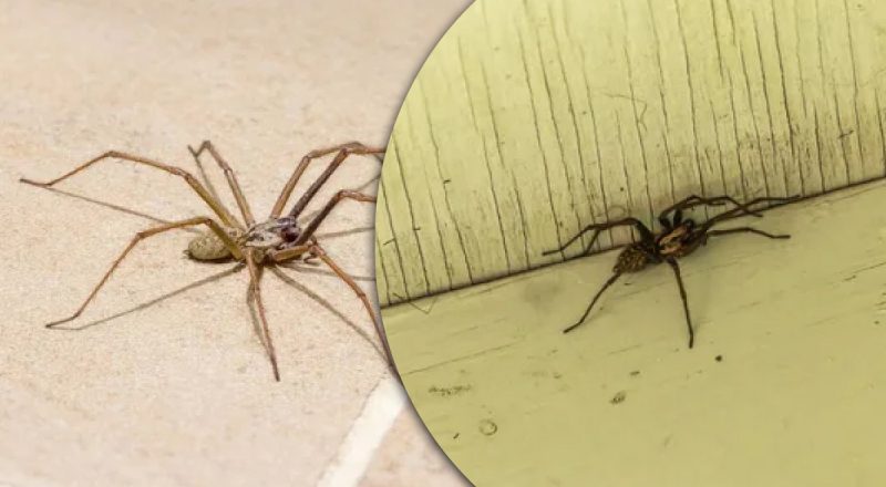 Пауки в доме могут быть нашими помощниками: ученый рассказала секрет