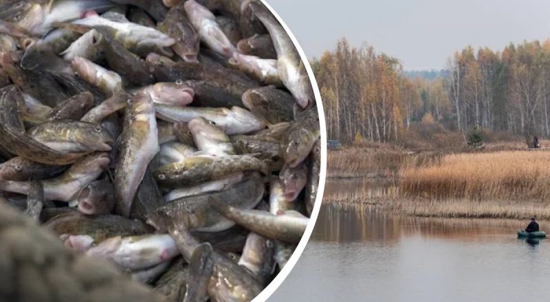 Українців попередили про зникнення відомої риби: який вид під загрозою