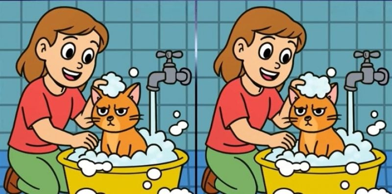 Необычная загадка: где 3 различия между девушками, которые моют котов