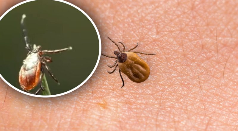 Небезпека літа: як діяти при укусі кліща та чого категорично не можна робити