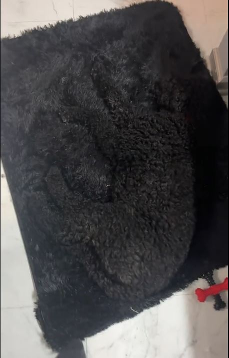 Жінка постійно перечіпалася через собаку: причина змусила сміятися мільйони