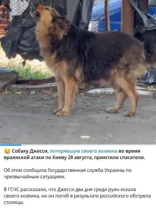 'Джессі в надійних руках': собаку, який втратив господаря після обстрілу Києва, прихистили 'Джессі в надійних руках': собаку, який втратив господаря після обстрілу Києва, прихистили