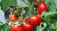 Кущі згинатимуться від соковитих плодів помідорів: одна добавка до ґрунту створить диво