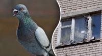 На біду чи на щастя: що значить, якщо голуб сів на підвіконня – тлумачення прикмети