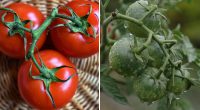 Помідори не червоніють у серпні: як допомогти їм дозріти до холодів