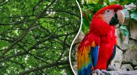 Де заховався папуга: тільки люди із суперздібностями його побачать