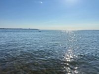 Де два лебеді на фото: тільки найуважніший помітить їх за 5 секунд