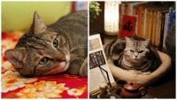 Кішка схитрувала, виконуючи поради ветеринара, і стала зіркою в Мережі