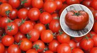 По смаку не відрізнити від свіжих: як правильно заморозити помідори на зиму