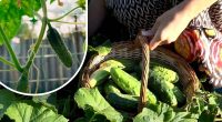 Кущі огірків оживають: копійчаний засіб, що продовжує плодоношення до морозів