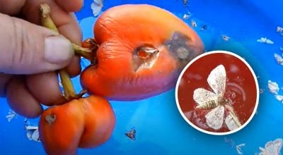 Шкоди більше, ніж від сарани: в Україні з’явився новий небезпечний шкідник Шкоди більше, ніж від сарани: в Україні з’явився новий небезпечний шкідник