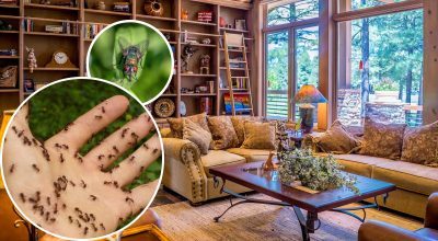 Дім без дзижчання: як прогнати комах, не зіпсувавши інтер'єр