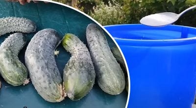 Огурцы, подкормка Огурцы, подкормка