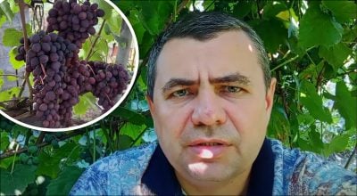 Виноград Виноград