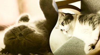 Ось чому кіт падає на землю коли бачить господаря - пояснення здивує багатьох Ось чому кіт падає на землю коли бачить господаря - пояснення здивує багатьох