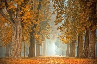Якою буде осінь в Україні Якою буде осінь в Україні