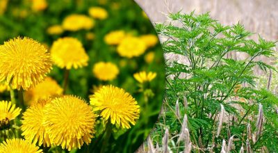 Портулак, пирій, амброзія: як позбутися бур'янів на городі назавжди
