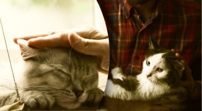 Коти розпізнають мову господарів: які слова вони точно розуміють, список Коти розпізнають мову господарів: які слова вони точно розуміють, список