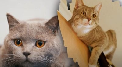 Розкрито головну таємницю котів - ось чому коти не завжди приземляються на лапи Розкрито головну таємницю котів - ось чому коти не завжди приземляються на лапи