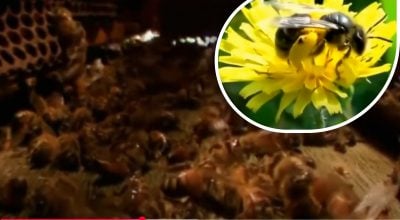 Что будет, если пчелы исчезнут Что будет, если пчелы исчезнут