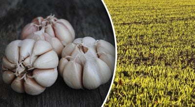 Де краще садити часник Де краще садити часник