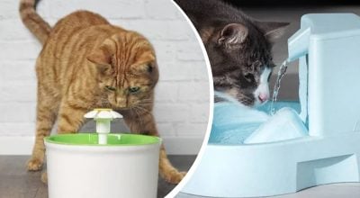 кот, фонтан кот, фонтан