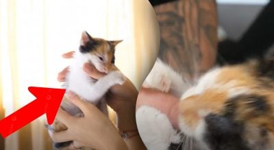 Чому кіт лиже, а потім раптово кусає - пояснення зоологів здивує Чому кіт лиже, а потім раптово кусає - пояснення зоологів здивує