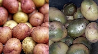 Із чим не можна зберігати картоплю