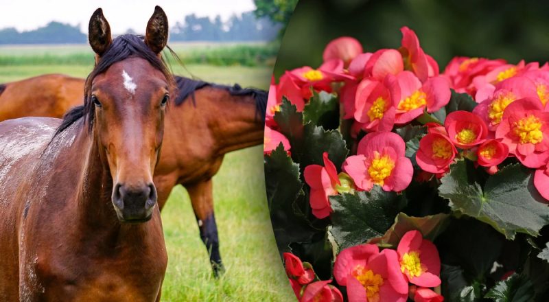 Китайский гороскоп на сегодня 2 августа: Драконам - травма, Лошадям - тревога