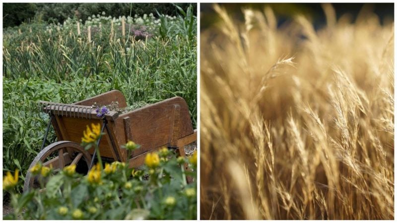 Сорняки улетучатся навсегда: простые, но очень эффективные способы