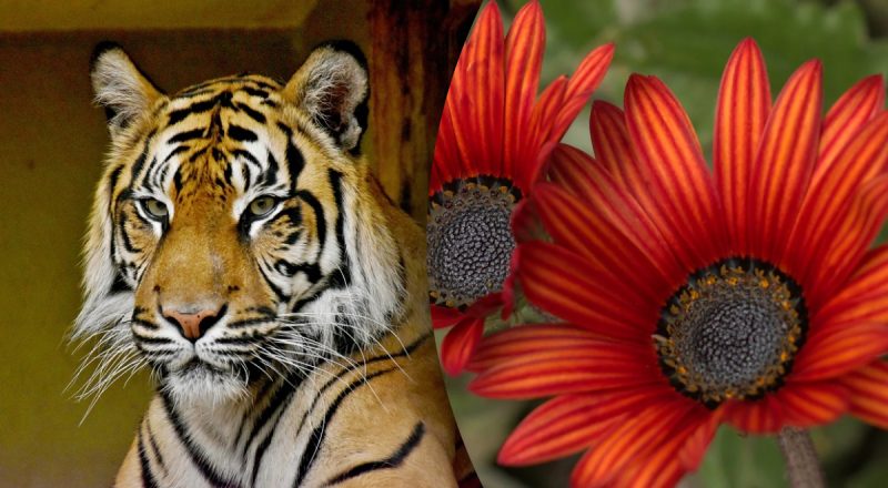 Китайский гороскоп на сегодня 5 августа: Кроликам - опасность, Тиграм - бешенство